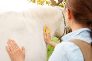 types of equine therapy